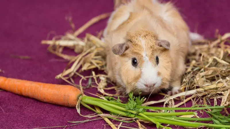 The Impact of Food on the Sleep Pattern of Guinea Pigs