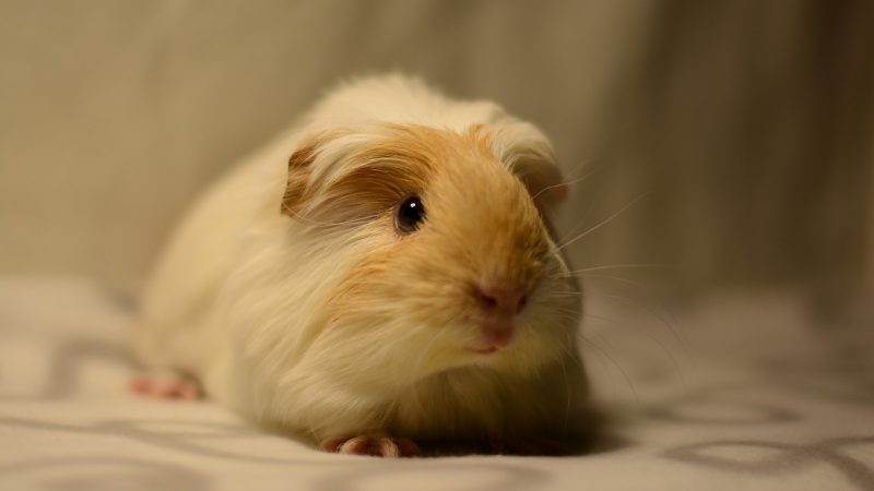The Importance of the Comfort for the Guinea Pig