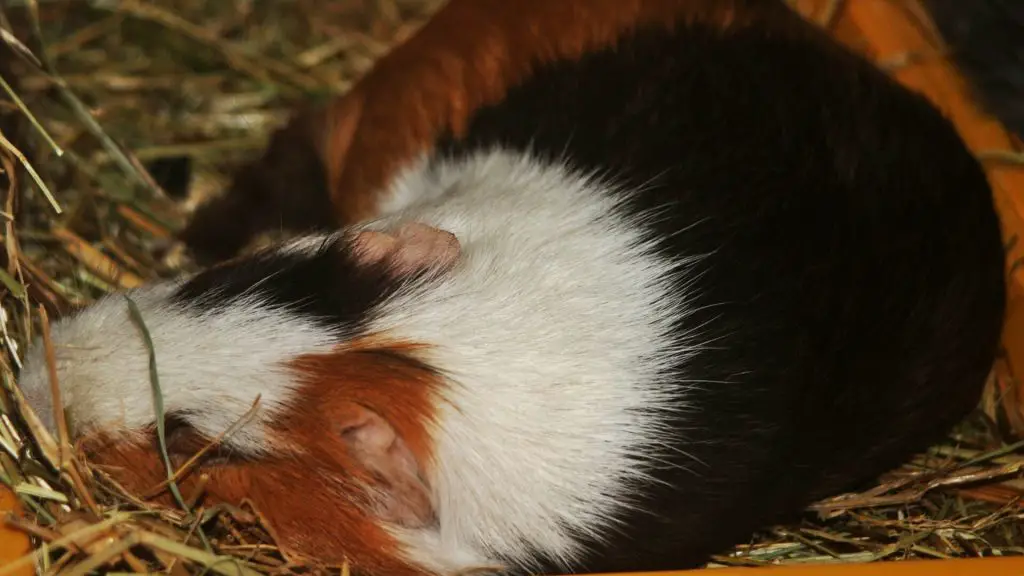The Importance of ‘Eyes Closed’ for Guinea Pigs