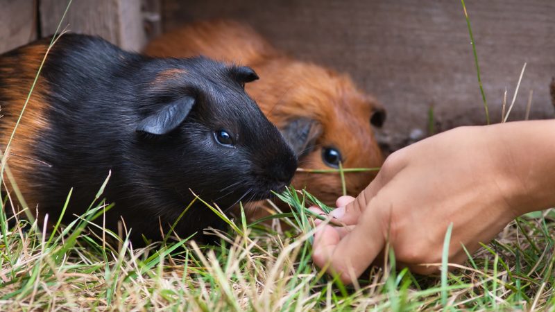 The Quickest Way to the Guinea Pig Heart is Through the Stomach