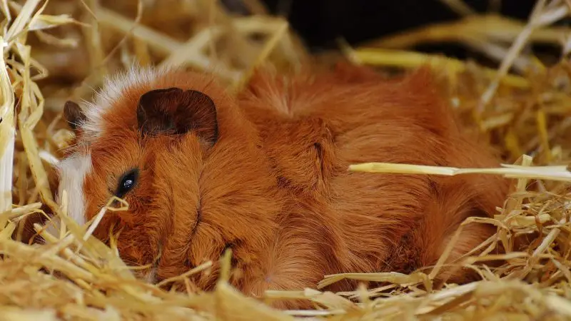 The Reason Behind the Strange ‘Sleepless’ Pattern of Guinea Pigs