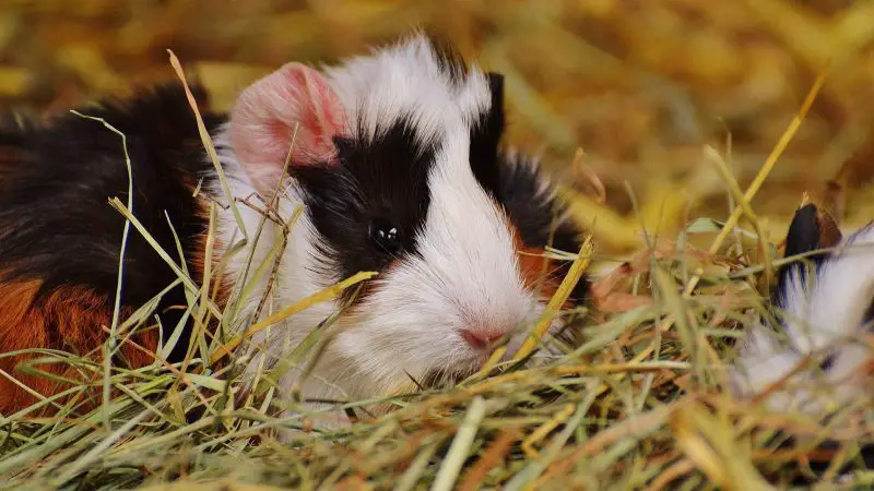 The Significance of Predators in the Sleep Pattern of Guinea Pigs
