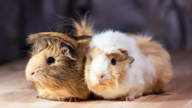Types of Guinea Pig Sounds