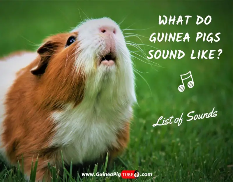 What Do Guinea Pigs Sound Like_