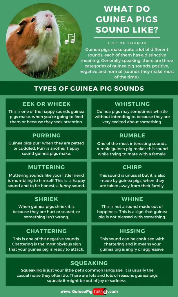 What Do Guinea Pigs Sound Like? | List of Sounds - Guinea Pig Tube