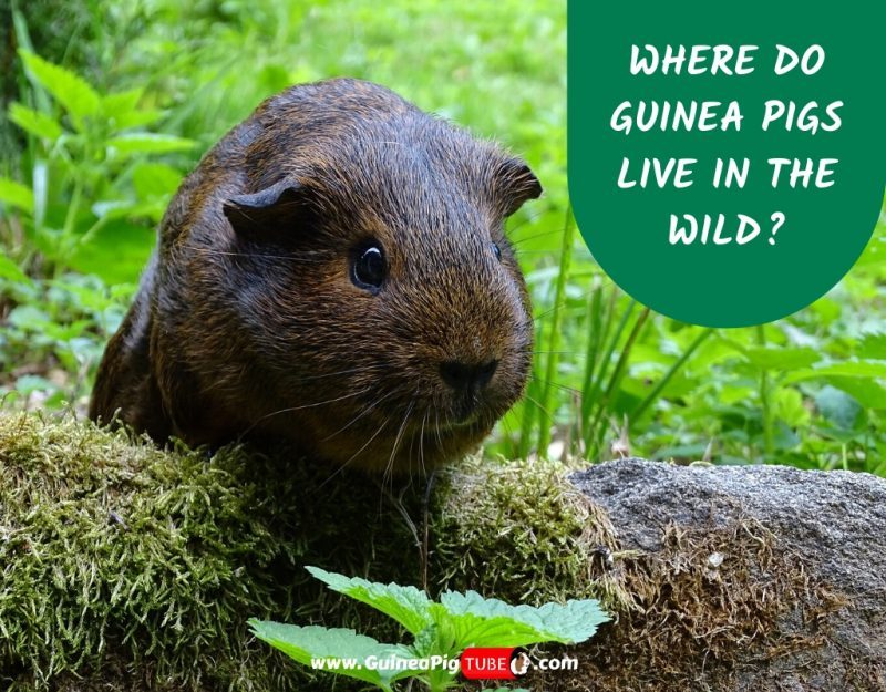 Where Do Guinea Pigs Live in the Wild_