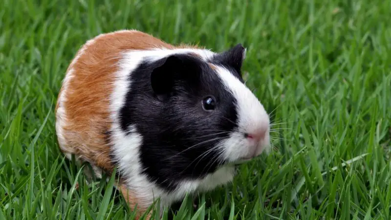 Where Does Guinea Pig First Domesticated