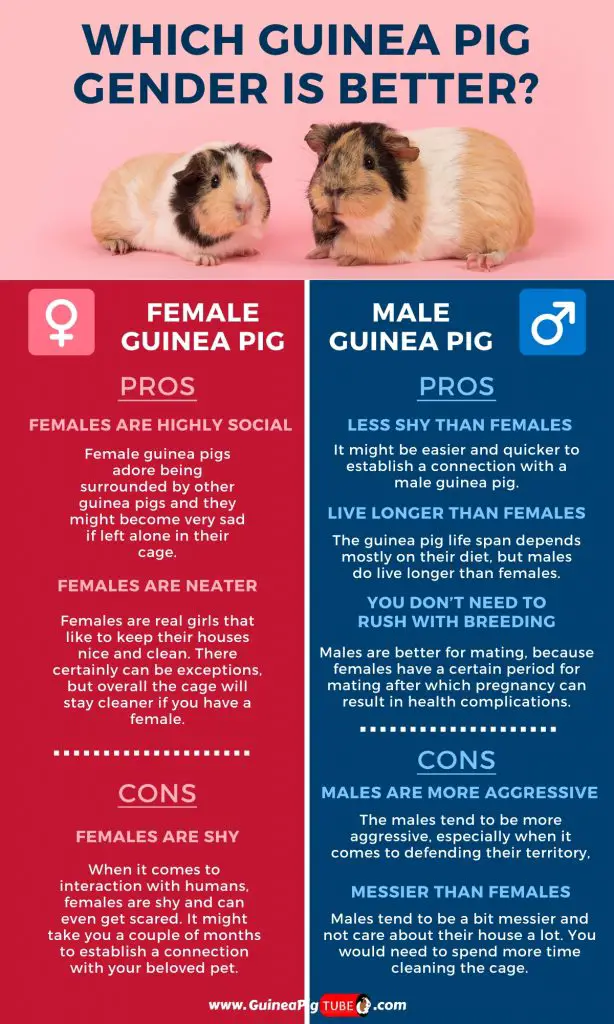 Which Guinea Pig Gender Is Better_1