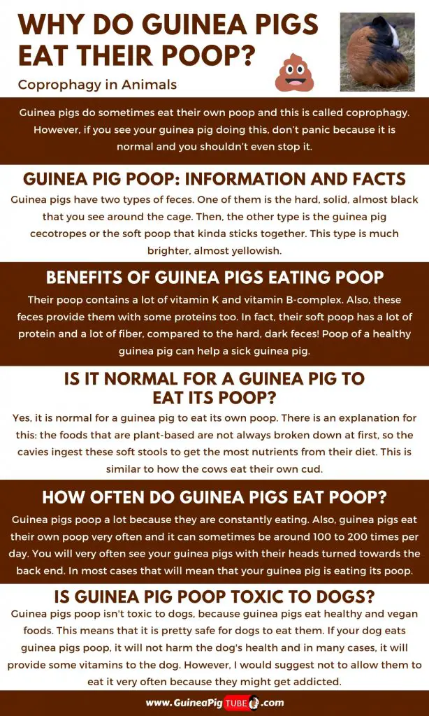 Why Do Guinea Pigs Eat Their - Poop Coprophagy in Animals_1
