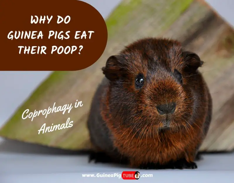 Why Do Guinea Pigs Eat Their Poop_