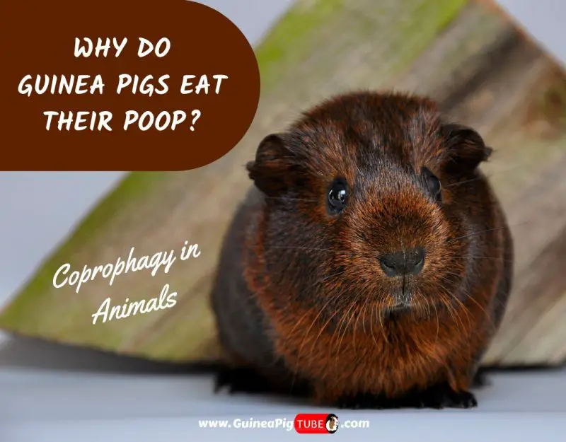 are guinea pigs supposed to eat their poop