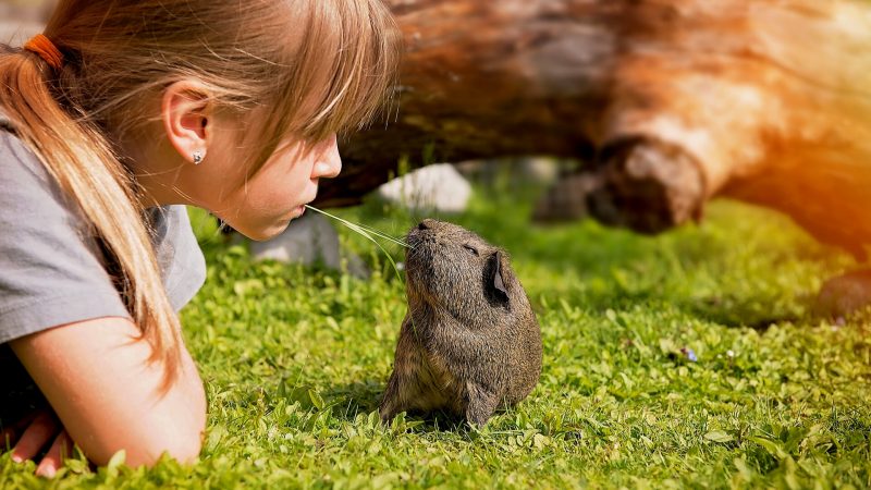 Will Training Guinea Pigs Help Them Recognize Their Owners