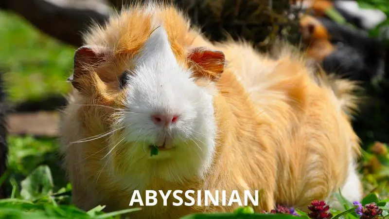 Abyssinian Guinea Pig