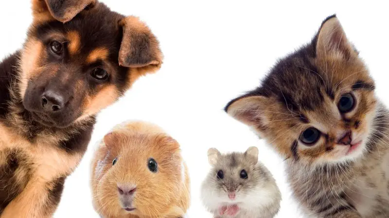 Aggressive Behavior in Guinea Pigs and Other Pets Comparison