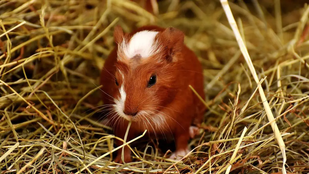 Aggressive Guinea Pig Behavior Signs, Causes and More
