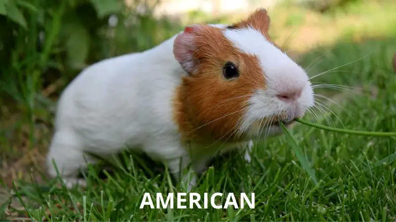 American Short Haired Guinea Pig