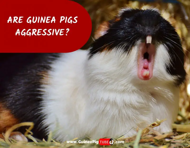 Are Guinea Pigs Aggressive_