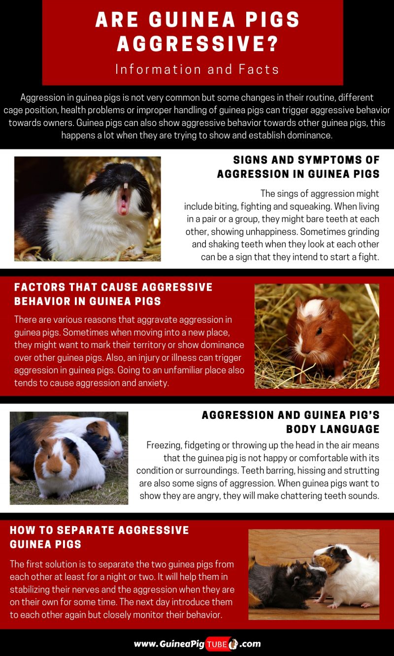 Are Guinea Pigs Aggressive_1