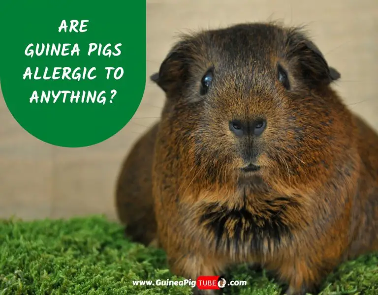 Are Guinea Pigs Allergic To Anything_