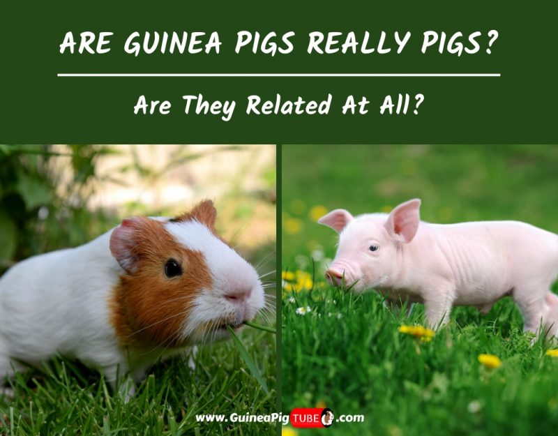 Are Guinea Pigs Really Pigs And Are They Related At All
