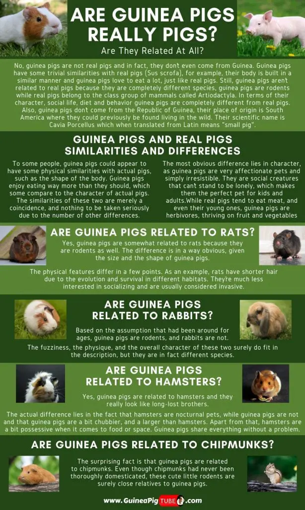 Are Guinea Pigs Really Pigs_1
