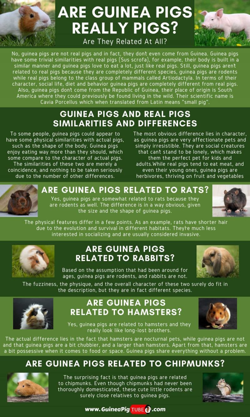 Are Guinea Pigs Really Pigs_1