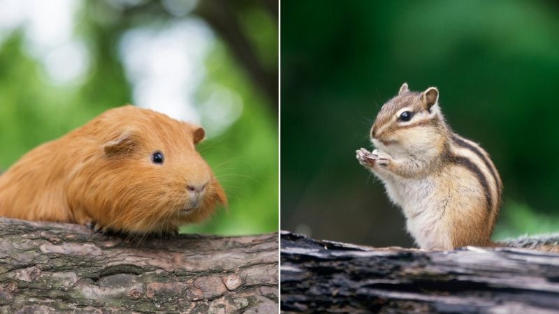 Are Guinea Pigs Related to Chipmunks