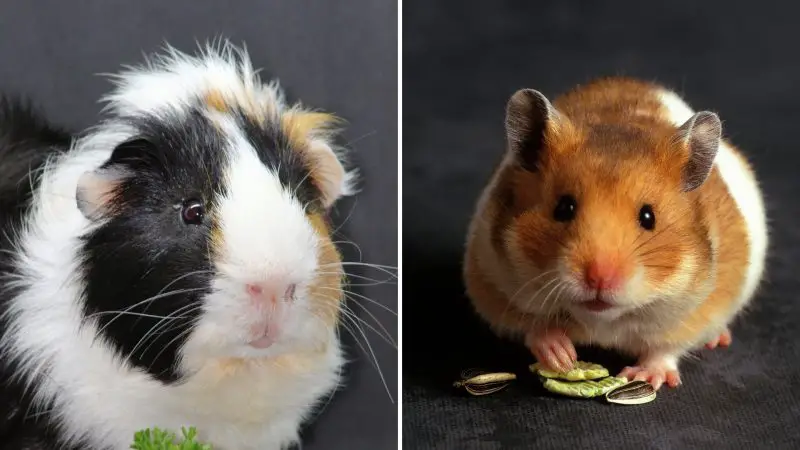 Are Guinea Pigs Related to Hamsters