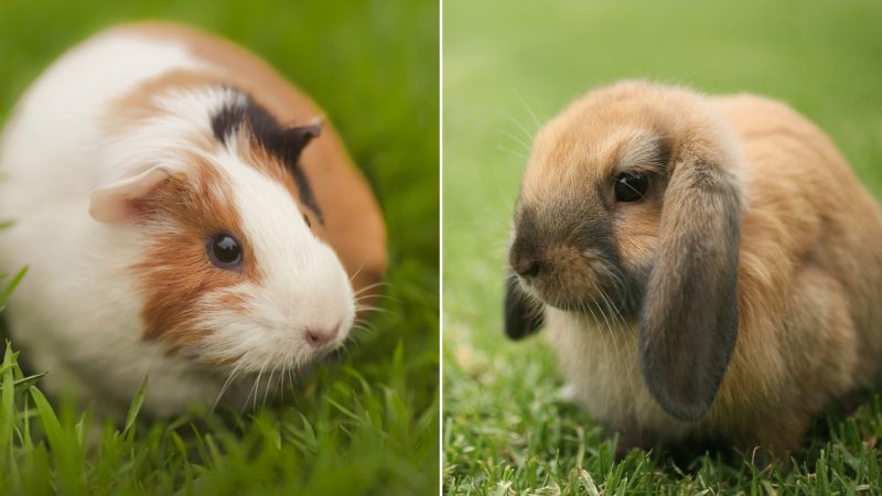Are Guinea Pigs Related to Rabbits
