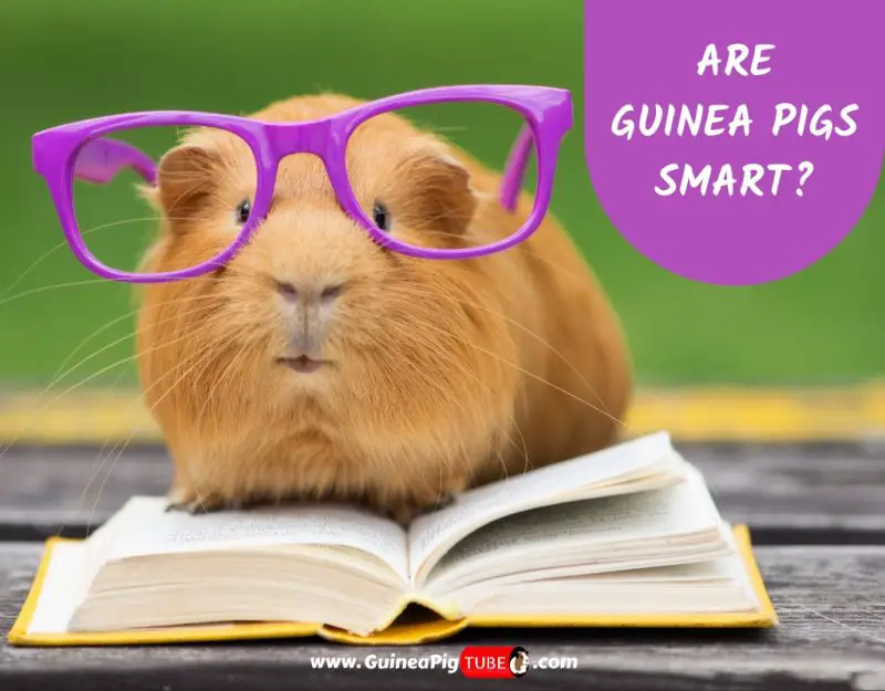 Are Guinea Pigs Smart