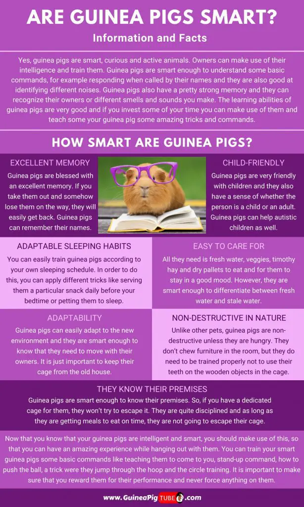 Are Guinea Pigs Smart_1
