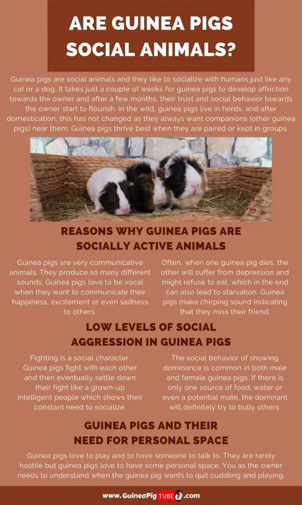 Are Guinea Pigs Social Animals_
