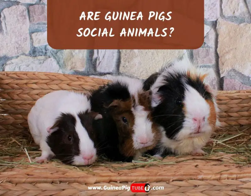 Are Guinea Pigs Social_