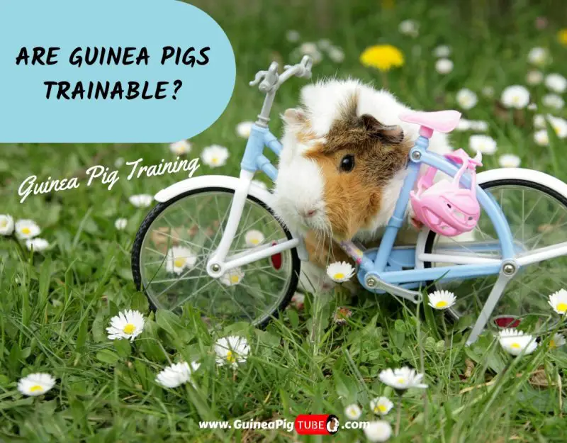 Are Guinea Pigs Trainable_