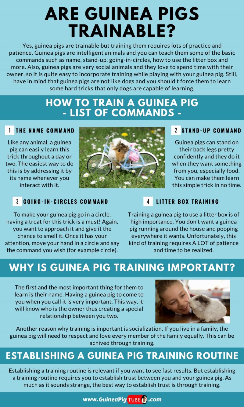 Are Guinea Pigs Trainable_1