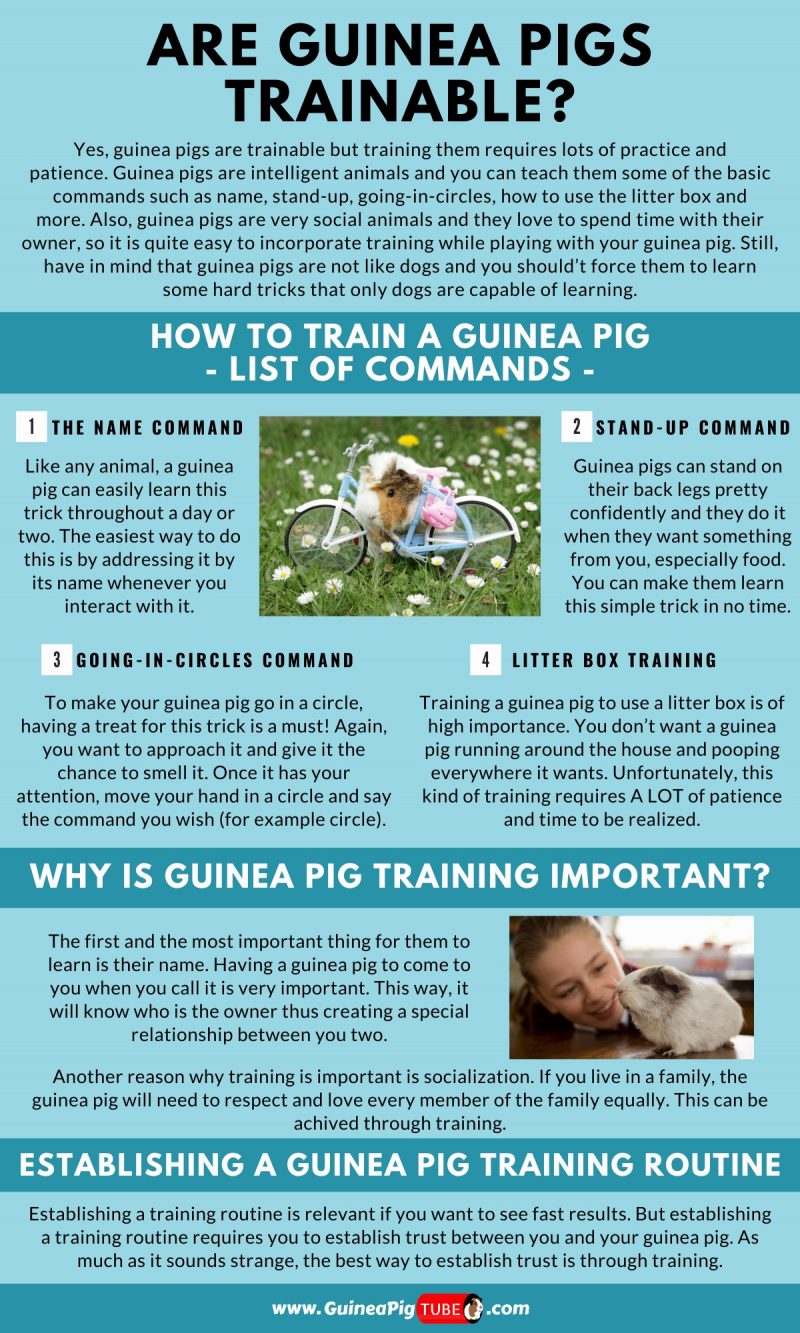 Are Guinea Pigs Trainable_1