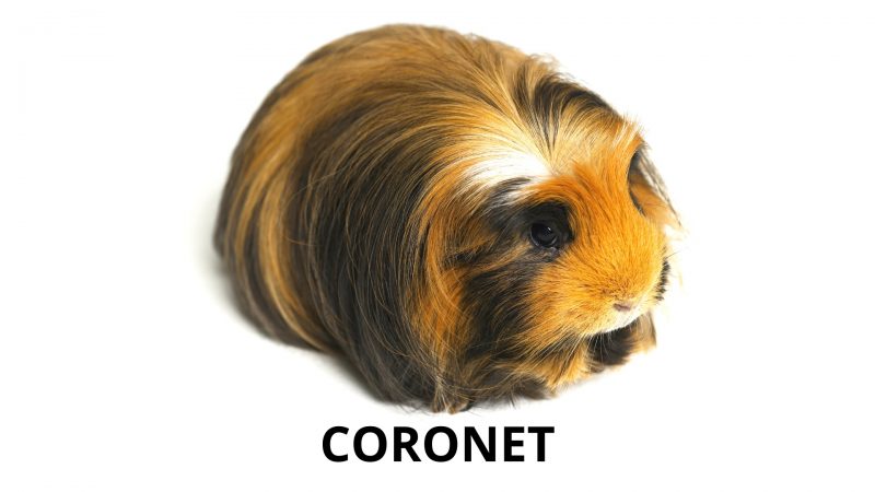 Coronet Long Haired Guinea Pig