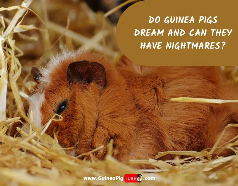 Do Guinea Pigs Dream And Can They Have Nightmares