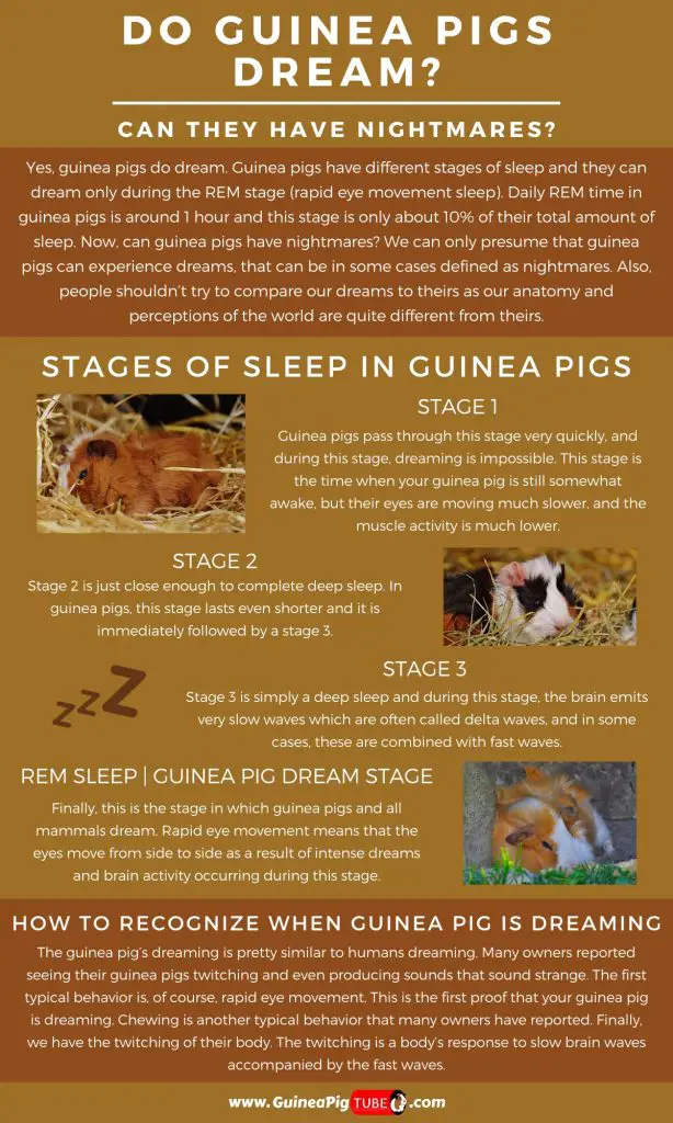 Do Guinea Pigs Dream and Can They Have Nightmares_1