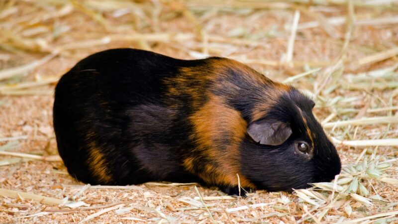 Do Guinea Pigs Have Allergies