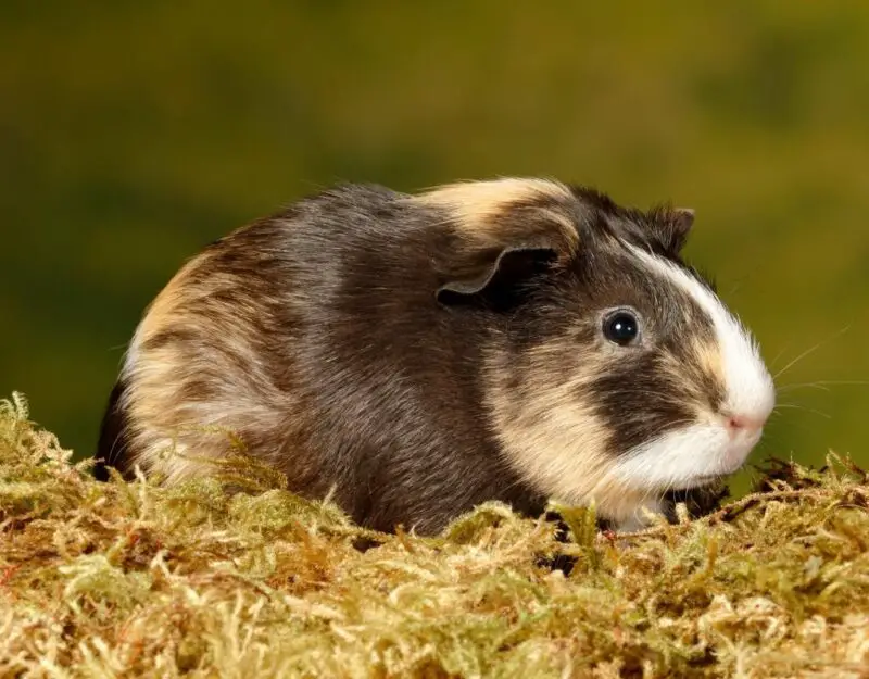 Do Guinea Pigs Have Allergies.