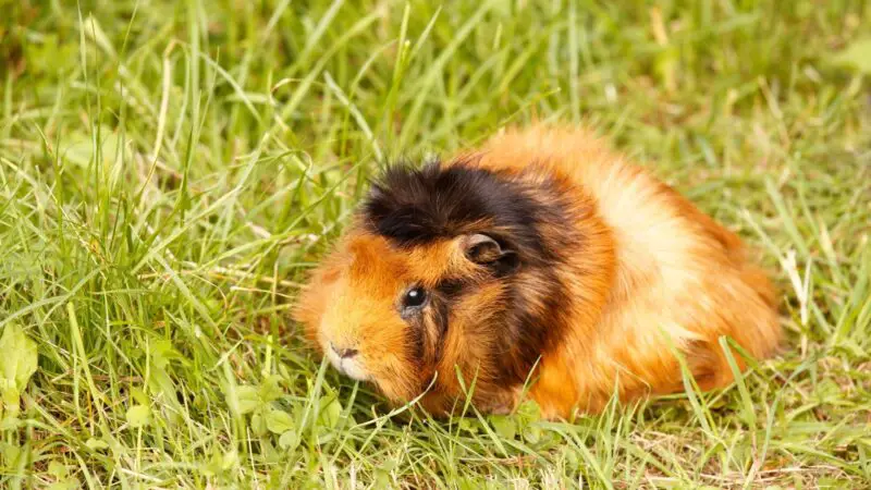 Do Some Guinea Pig Breeds Hide More Often Than Others