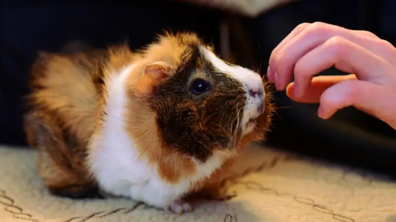 Establishing a Guinea Pig Training Routine