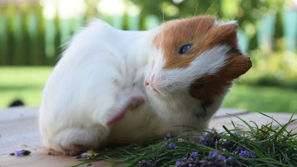 Guinea Pig Allergies Everything You Need to Know..