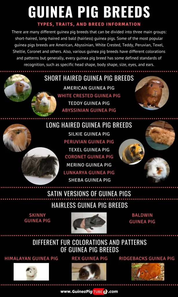 Guinea Pig Breeds_1