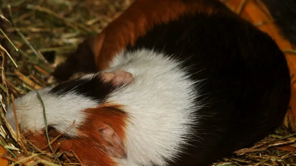 Guinea Pig Dream Stages of Sleep in Guinea Pigs