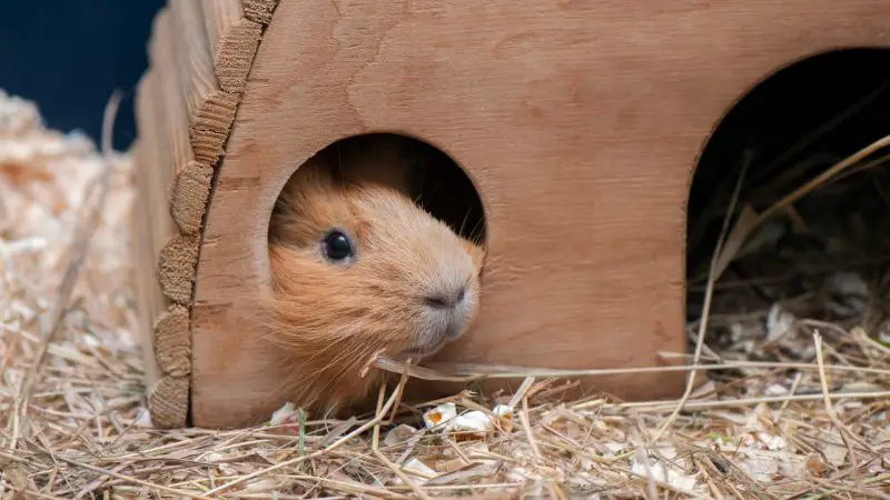 Guinea Pig Hiding All Day Is This Behavior Normal