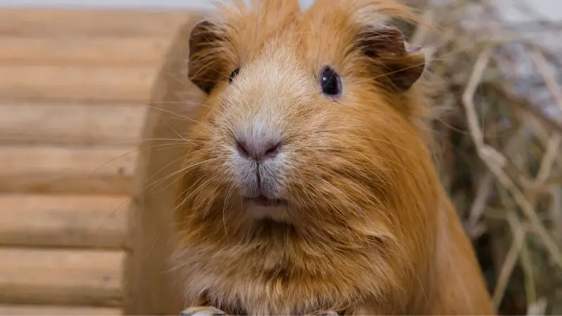 Guinea Pig Training How Trainable Are Guinea Pigs