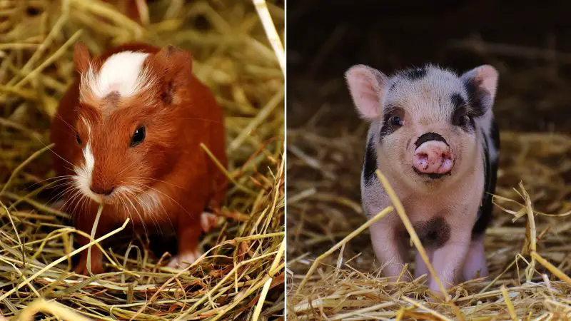 Guinea Pigs and Real Pigs Similarities and Differences