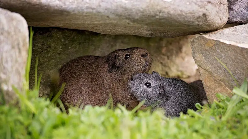 Guinea Pigs and Their Need for Personal Space